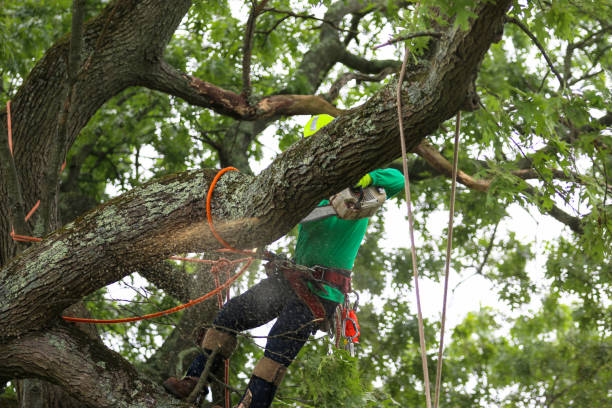 Professional Tree Care in Towamensing Trails, PA