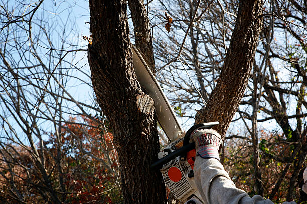 Grass Overseeding in Towamensing Trails, PA
